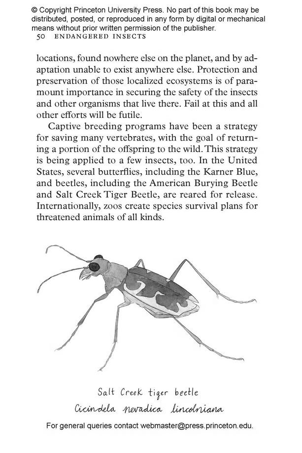 insectpedia. a brief compendium of insect lore
