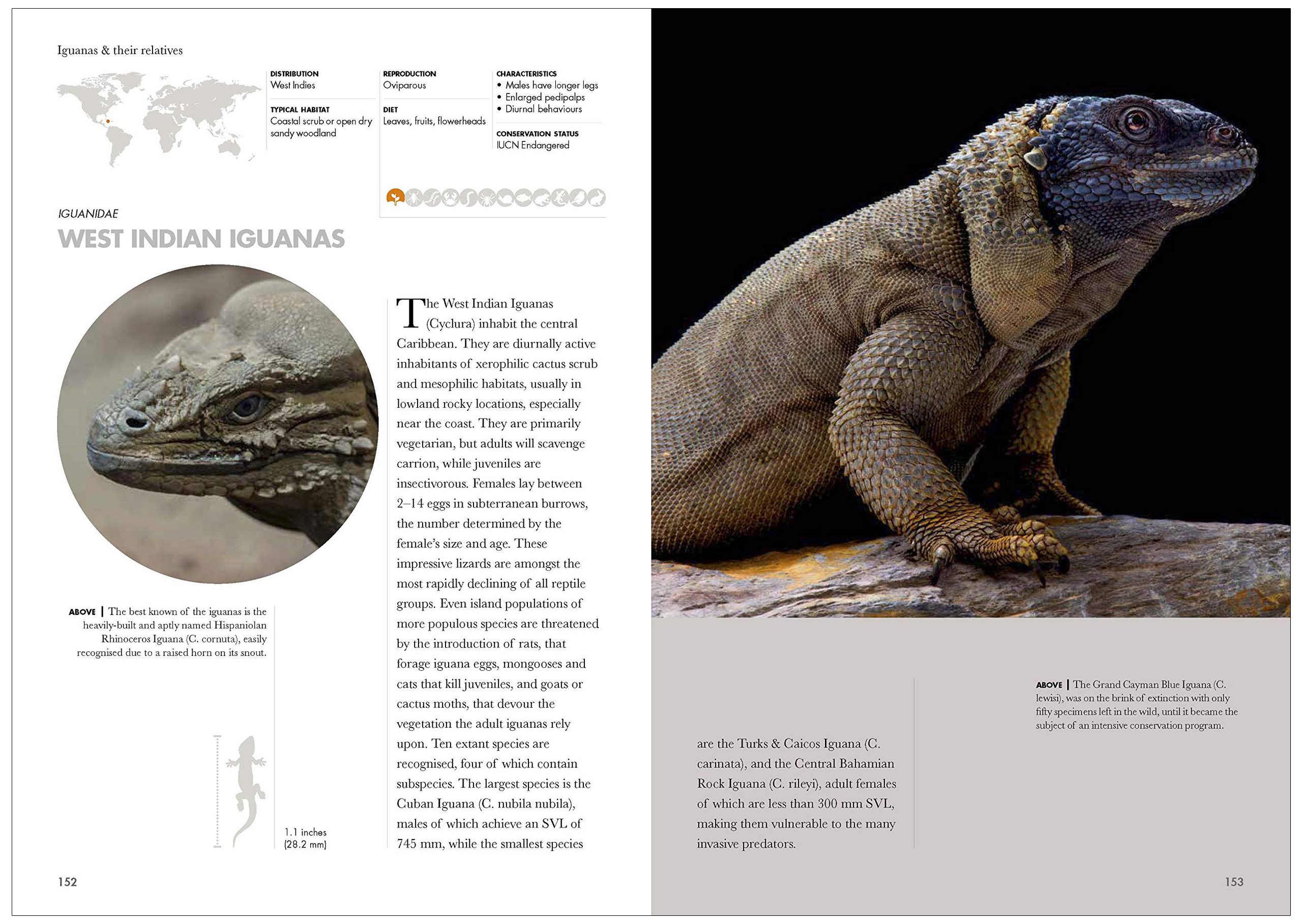 lizards of the world. a guide of every family