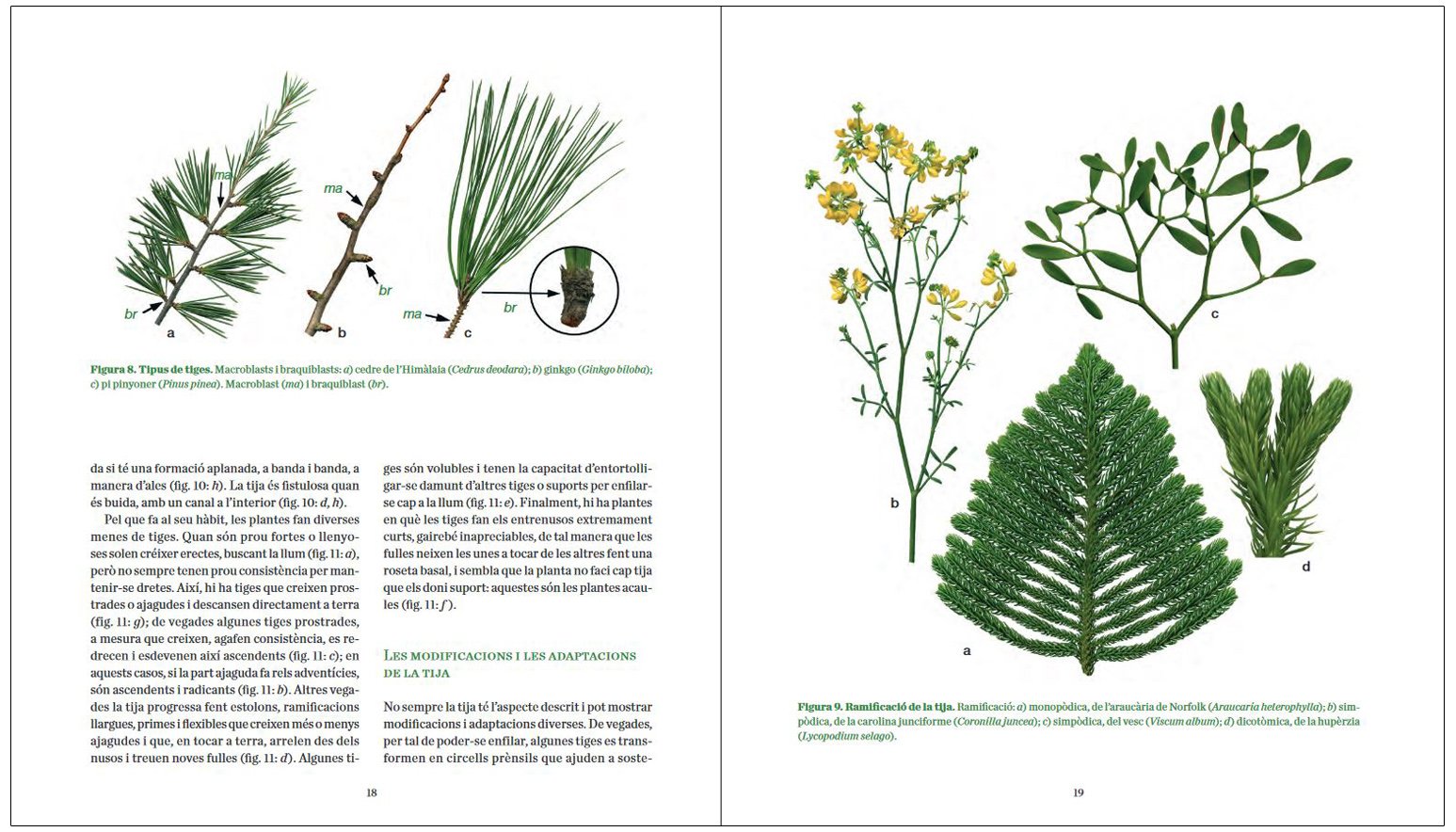 manual practic de botanica. morfologia de les plantes vasculars
