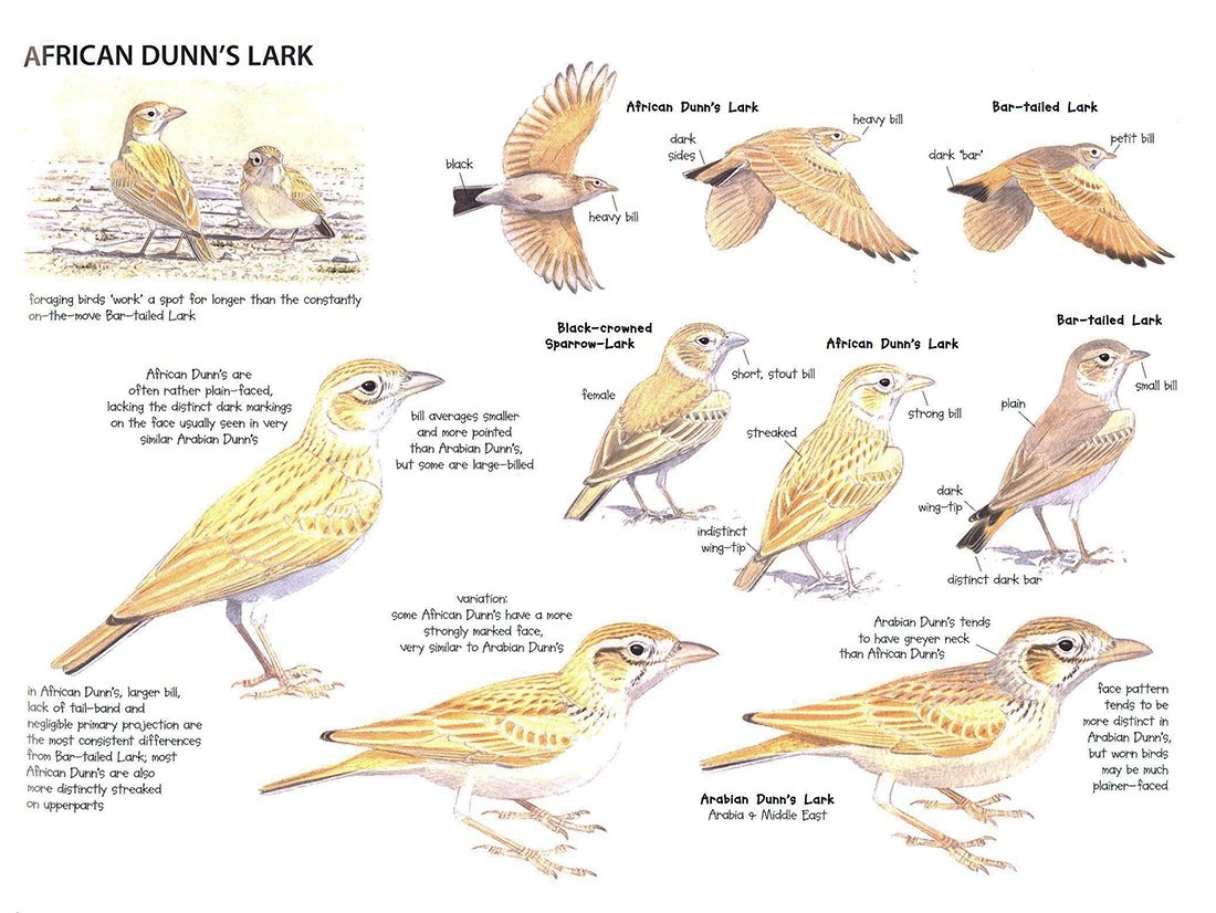 morocco: sharing the birds. a sound approach guide to birds of the maghreb