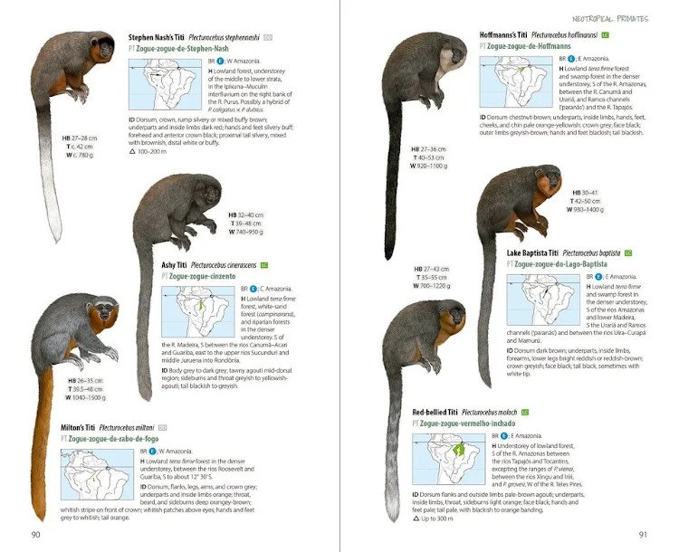 neotropical primates