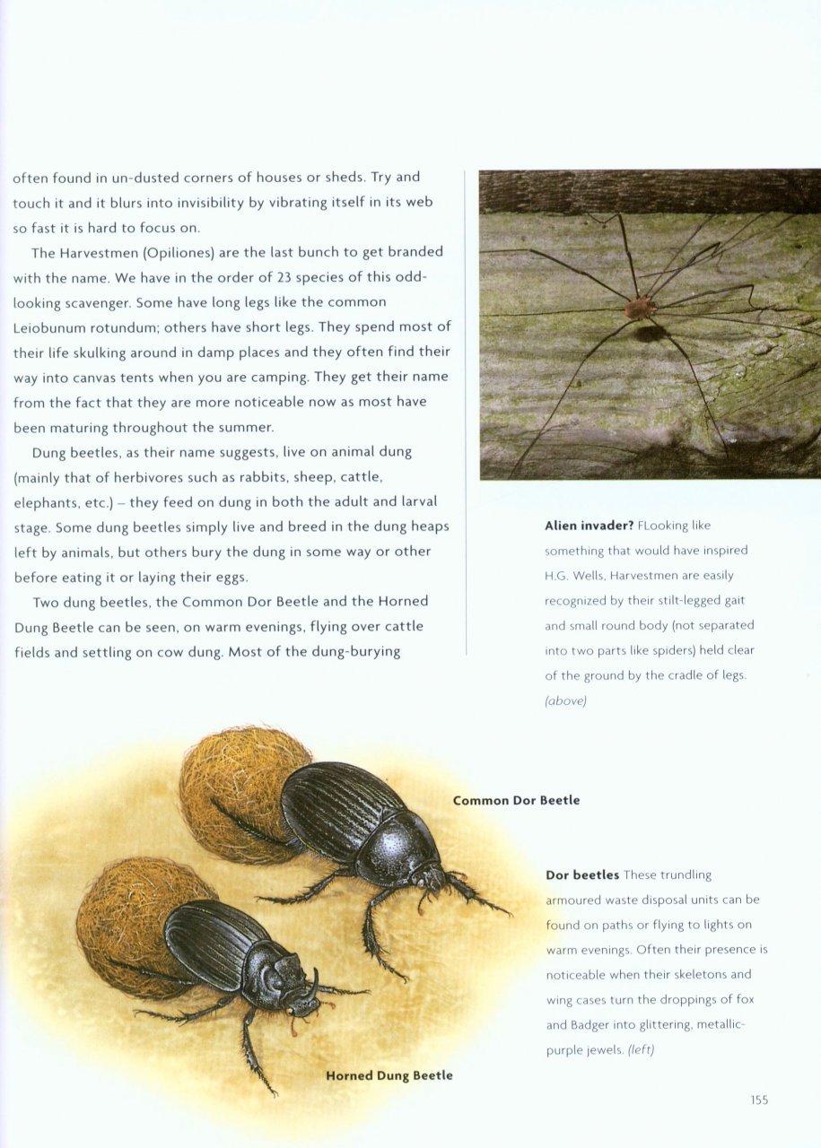 nick baker's british wildlife: a month by month guide