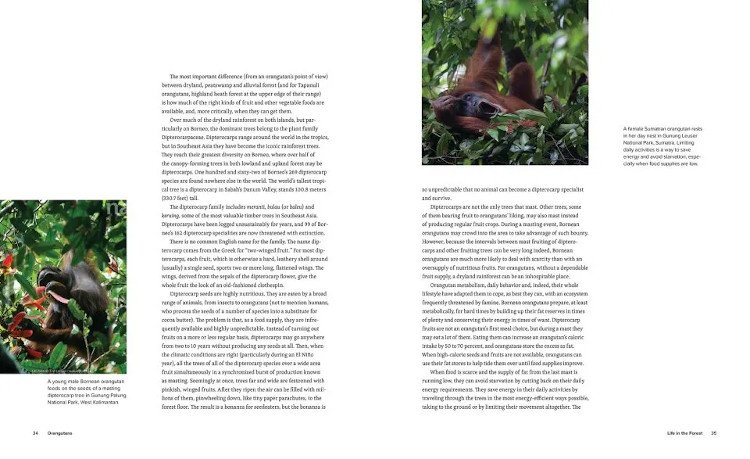 orangutans. their history, natural history and conservation