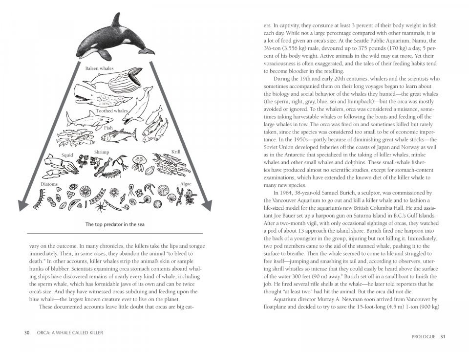 orca: the whale called killer