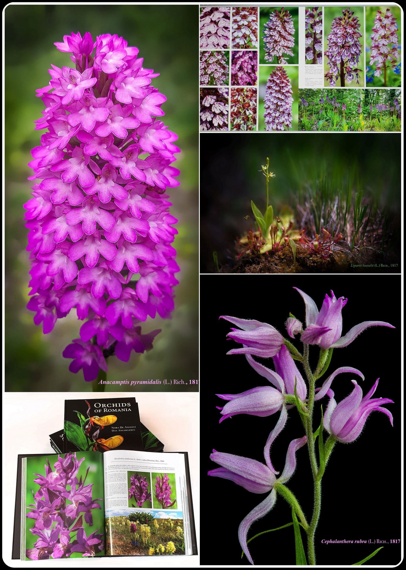 orchids of romania