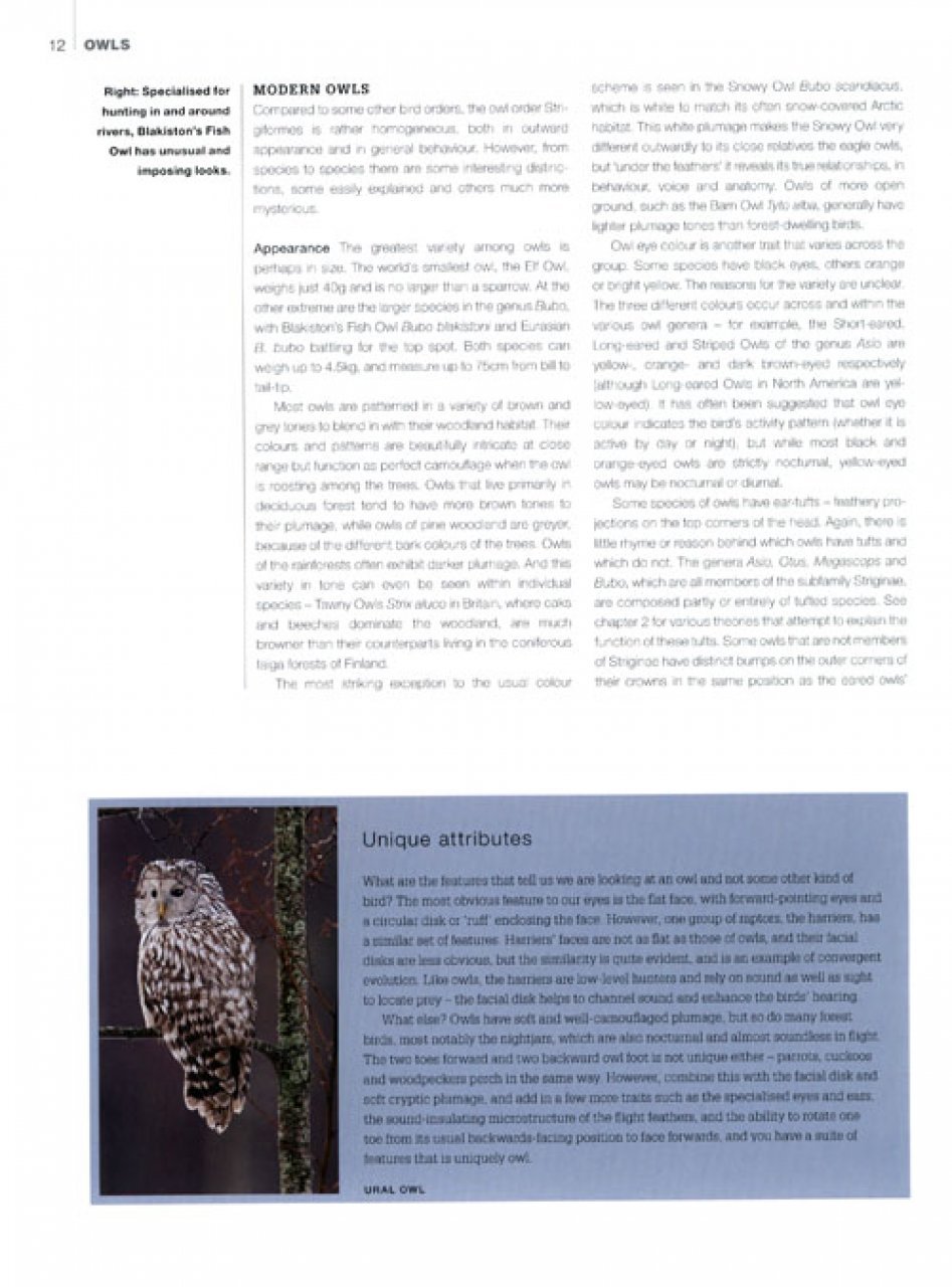 owls