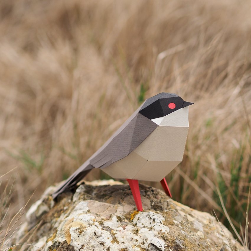plegopaper- curruca cabecinegra (tallarol capnegre)
