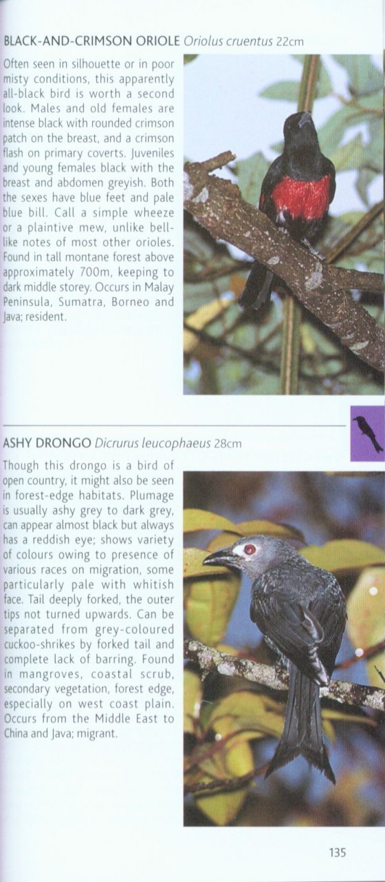 pocket photo guide to the birds of borneo: sabah, sarawak, brunei and kalimantan
