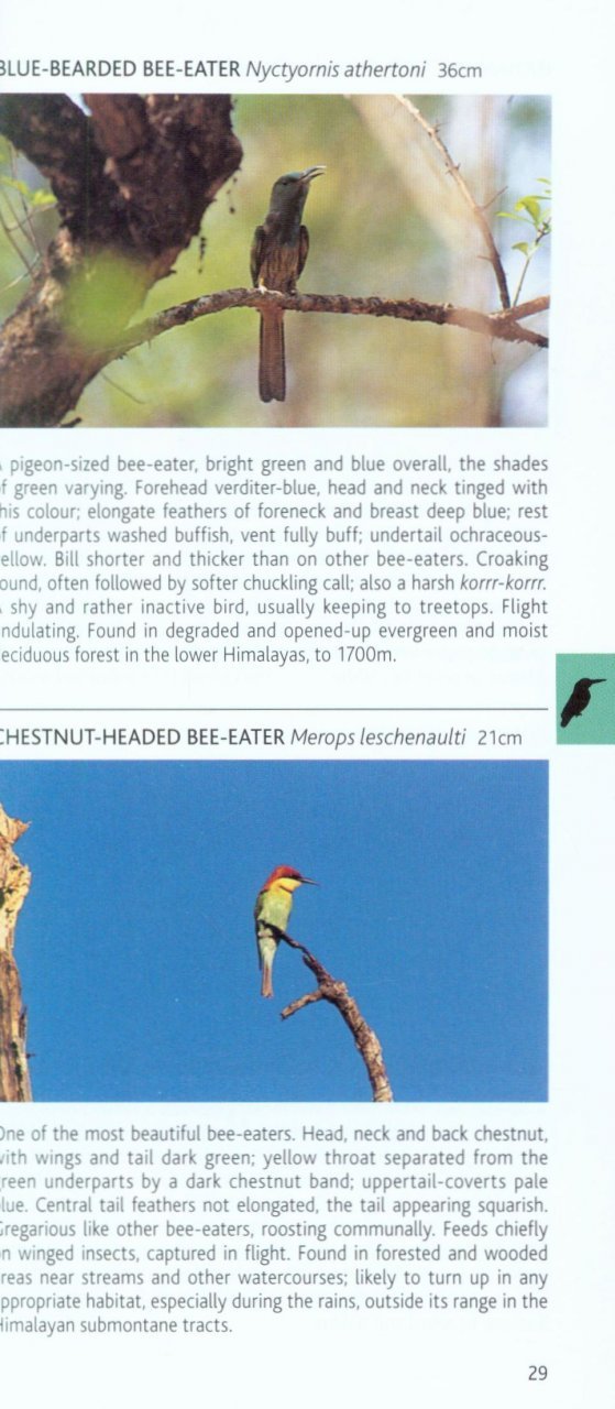 pocket photo guide to the birds of the himalayas