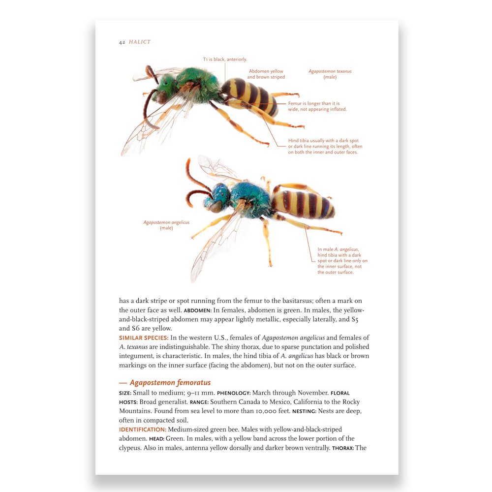 princeton field guides common bees of western north america