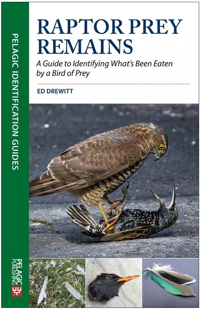 raptor prey remains. a guide to identifying what's been eaten by a bird of prey