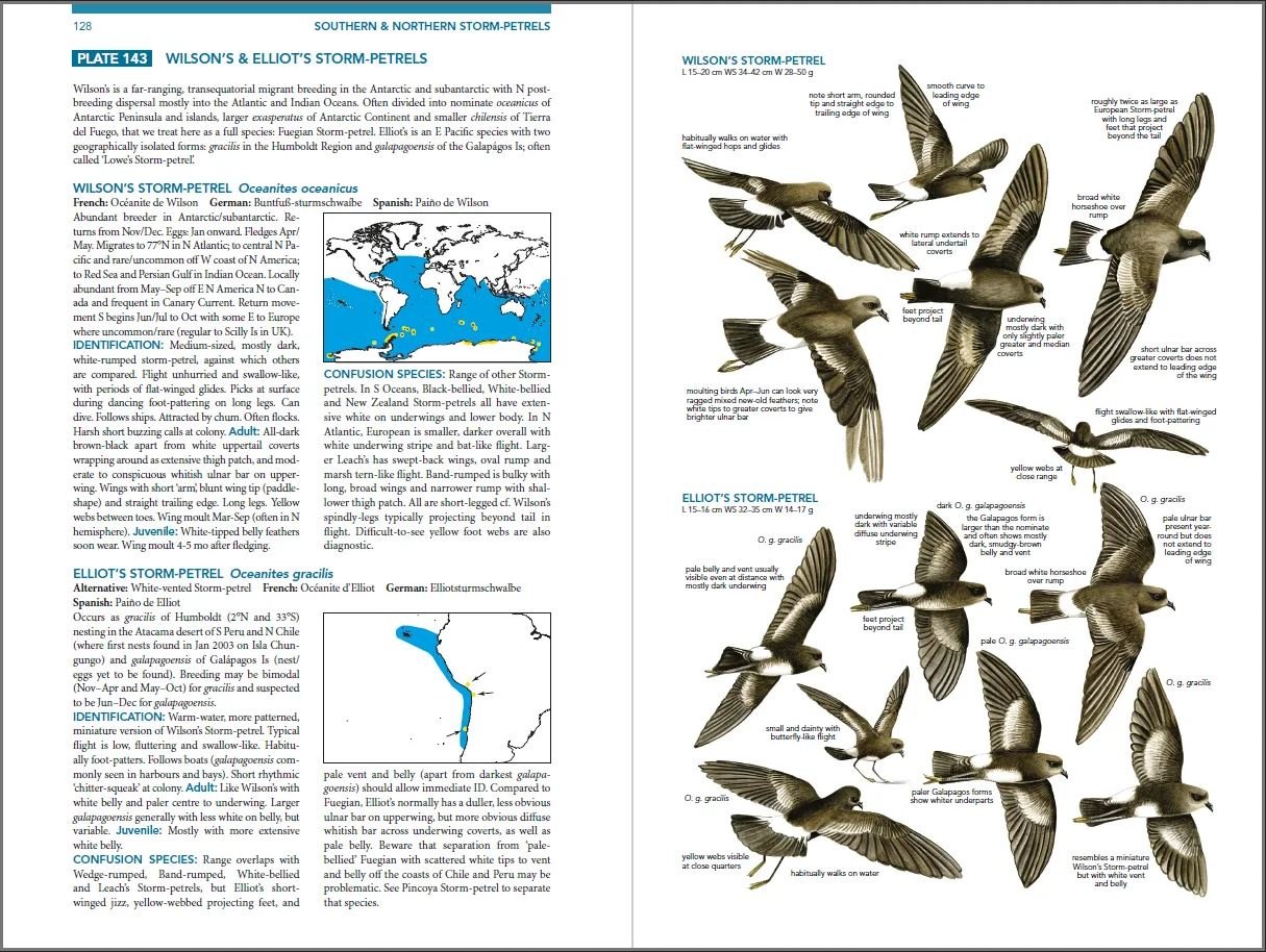 seabirds. the new identification guide