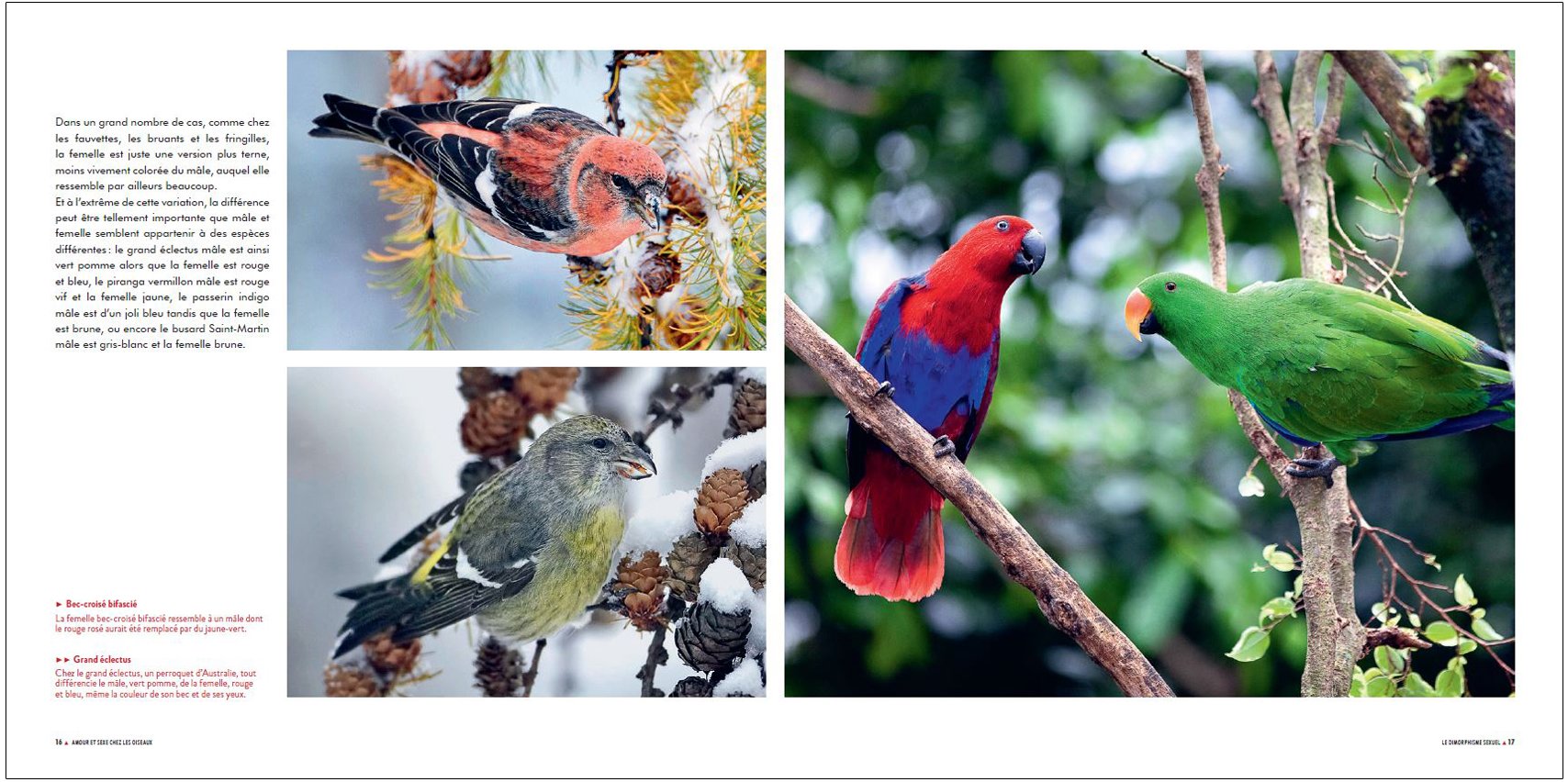 sexe et seduction chez les oiseaux