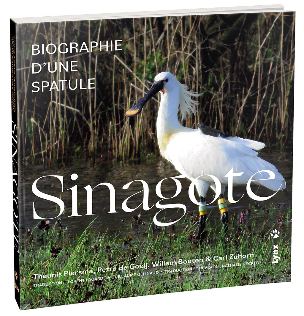 sinagote. biographie d'une spatule