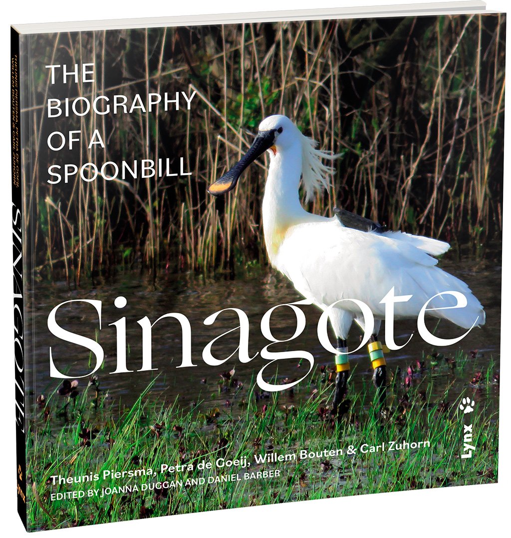 sinagote. the biography of a spoonbill
