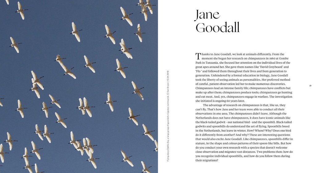 sinagote. the biography of a spoonbill