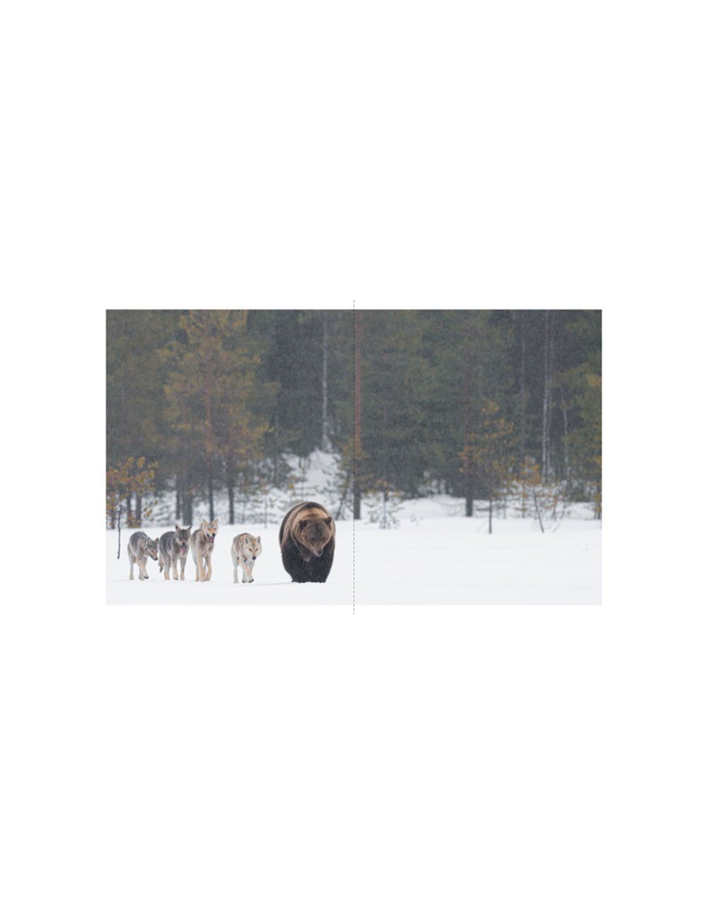 terre de loups
