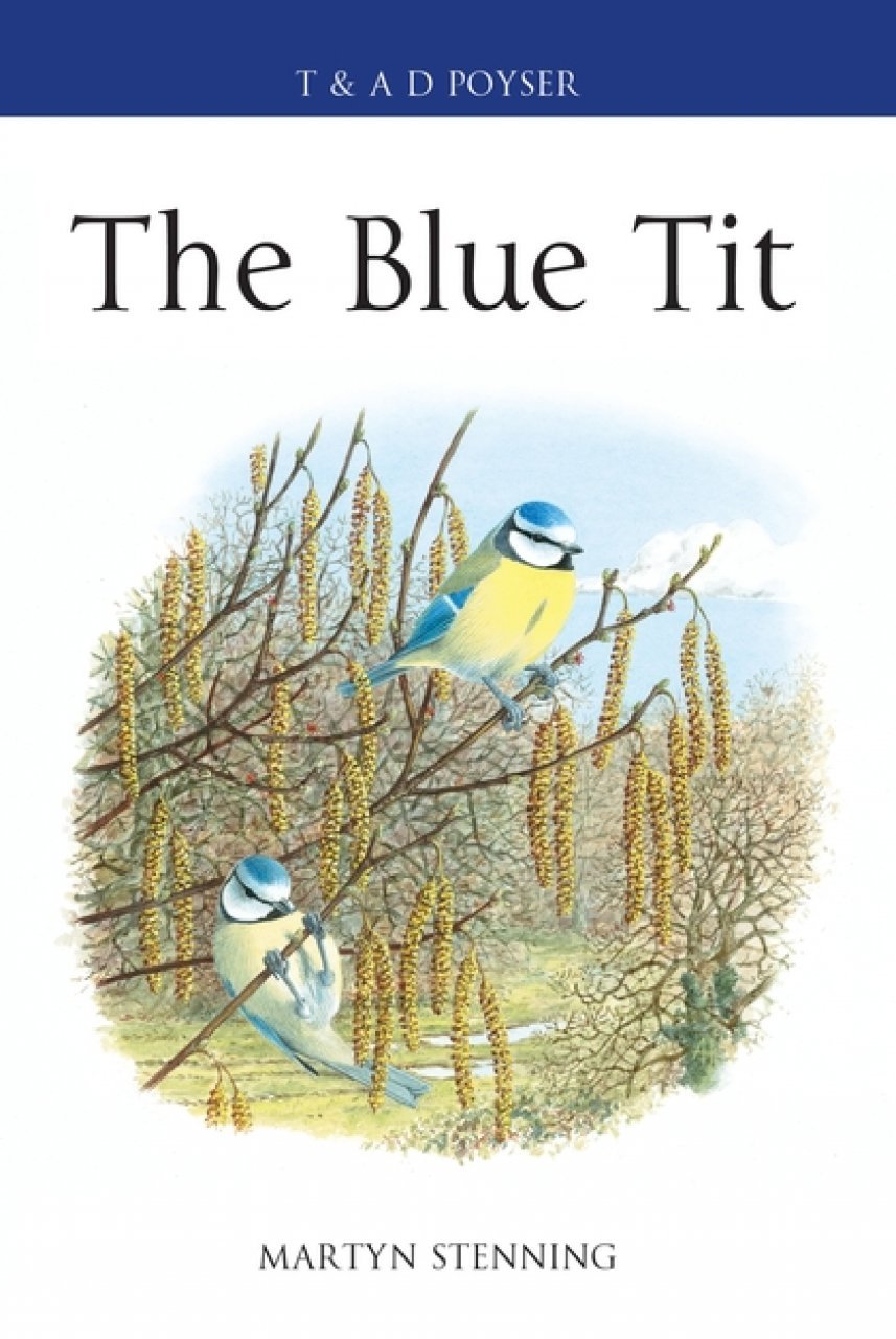 the blue tit