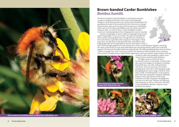 the bumblebee book. a guide to britain & ireland's bumblebees