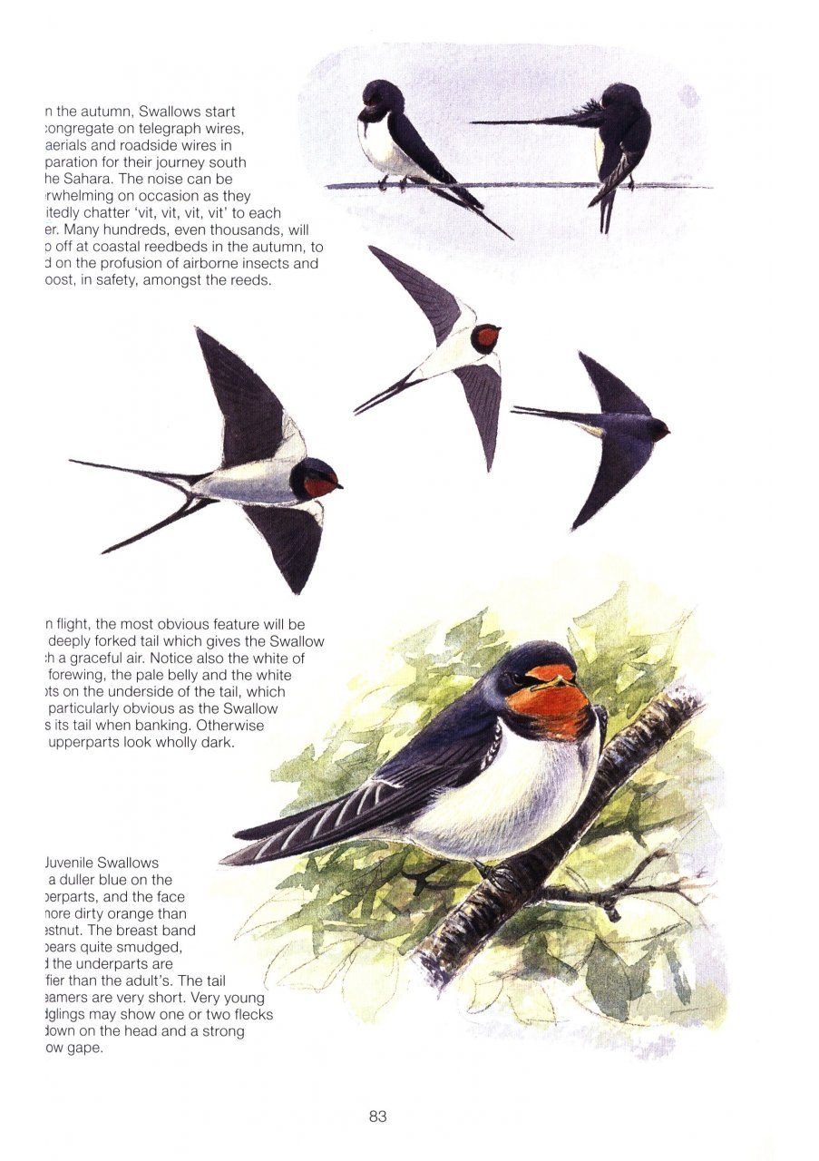 the complete garden bird book. how to identify and attract birds to your garden 2n edition