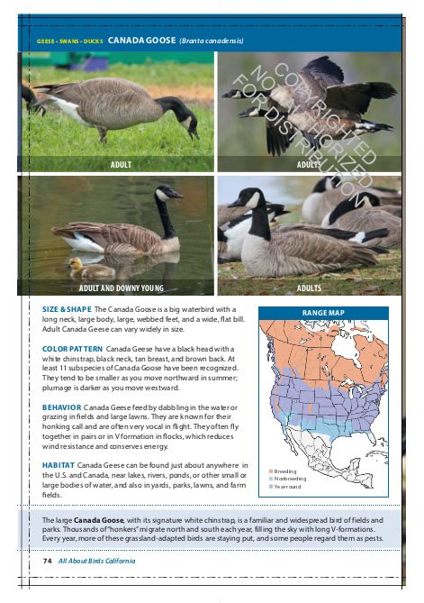 the cornell lab of ornithology. regional field guide series. all about birds california