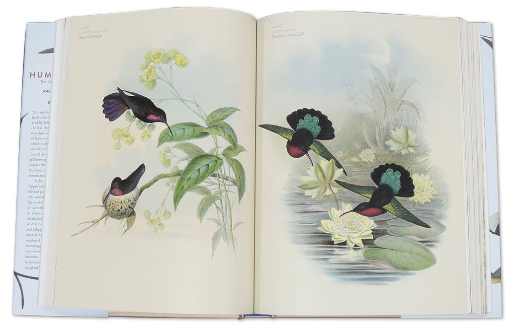 the family of hummingbirds