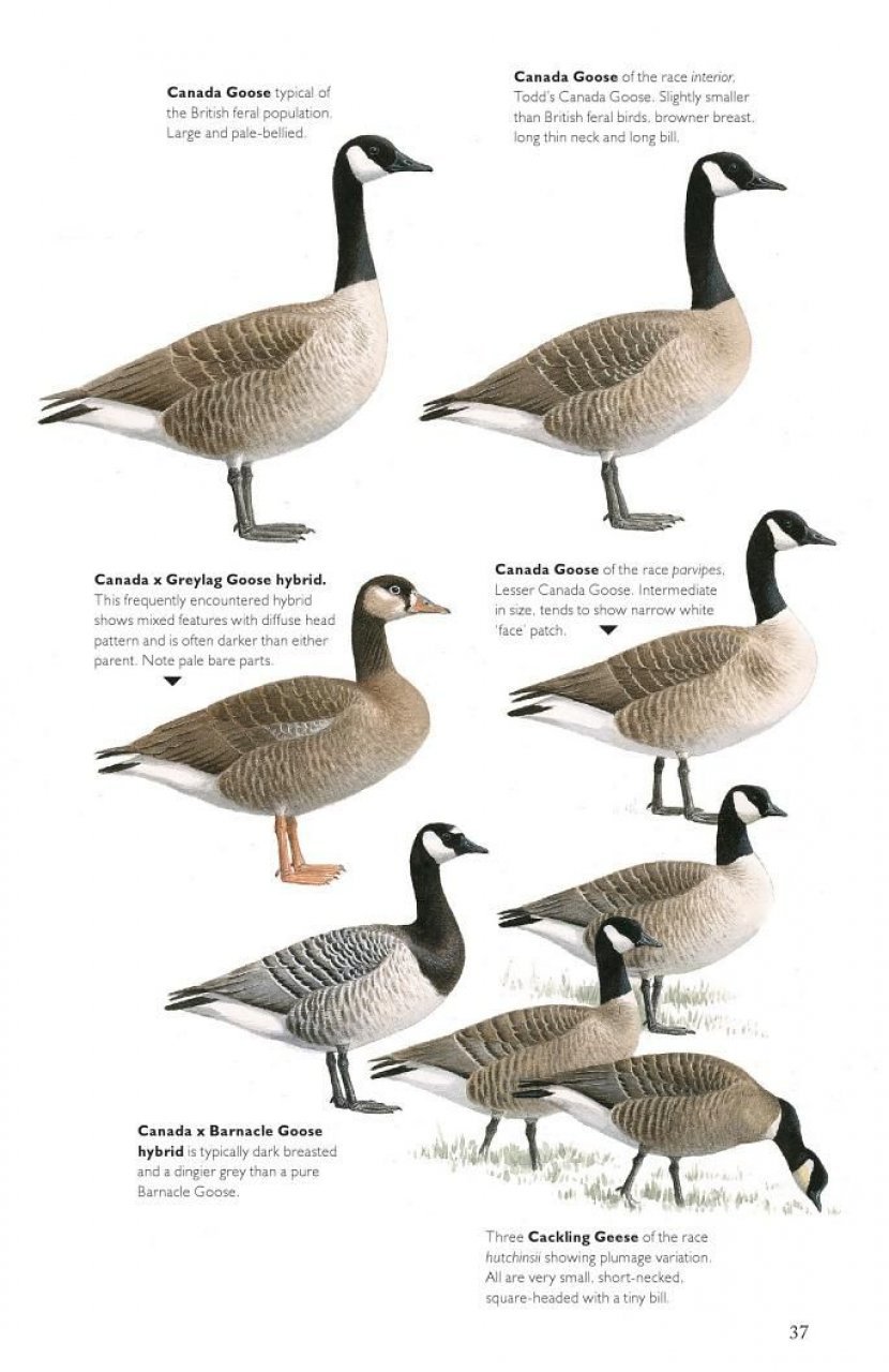 the helm guide to bird identification. an in-depth look at the confusion species