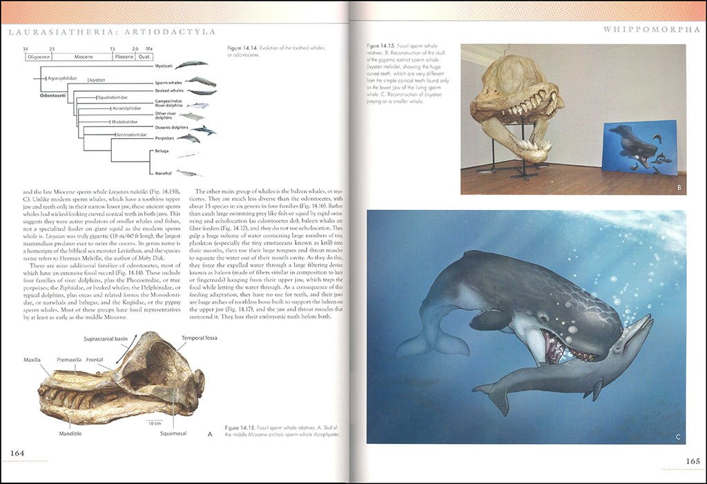 the princeton field guide to prehistoric mammals