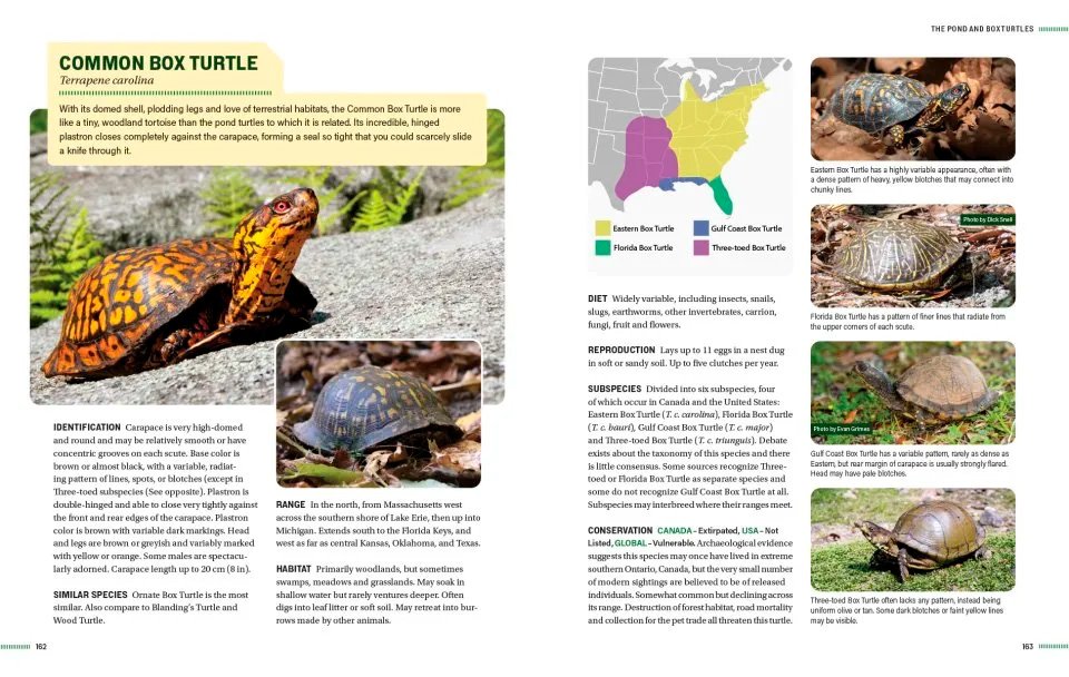 turtles of north america. an illustrated field guide to the turtles of the continental united states and canada