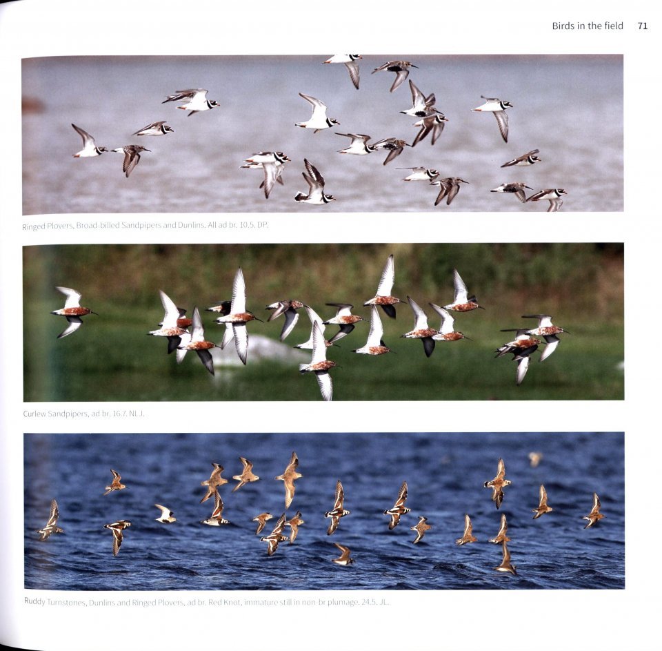 waders of europe. a photographic guide