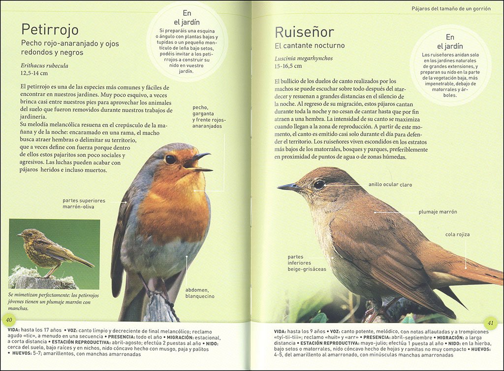 los pjaros del jardn a tamao real