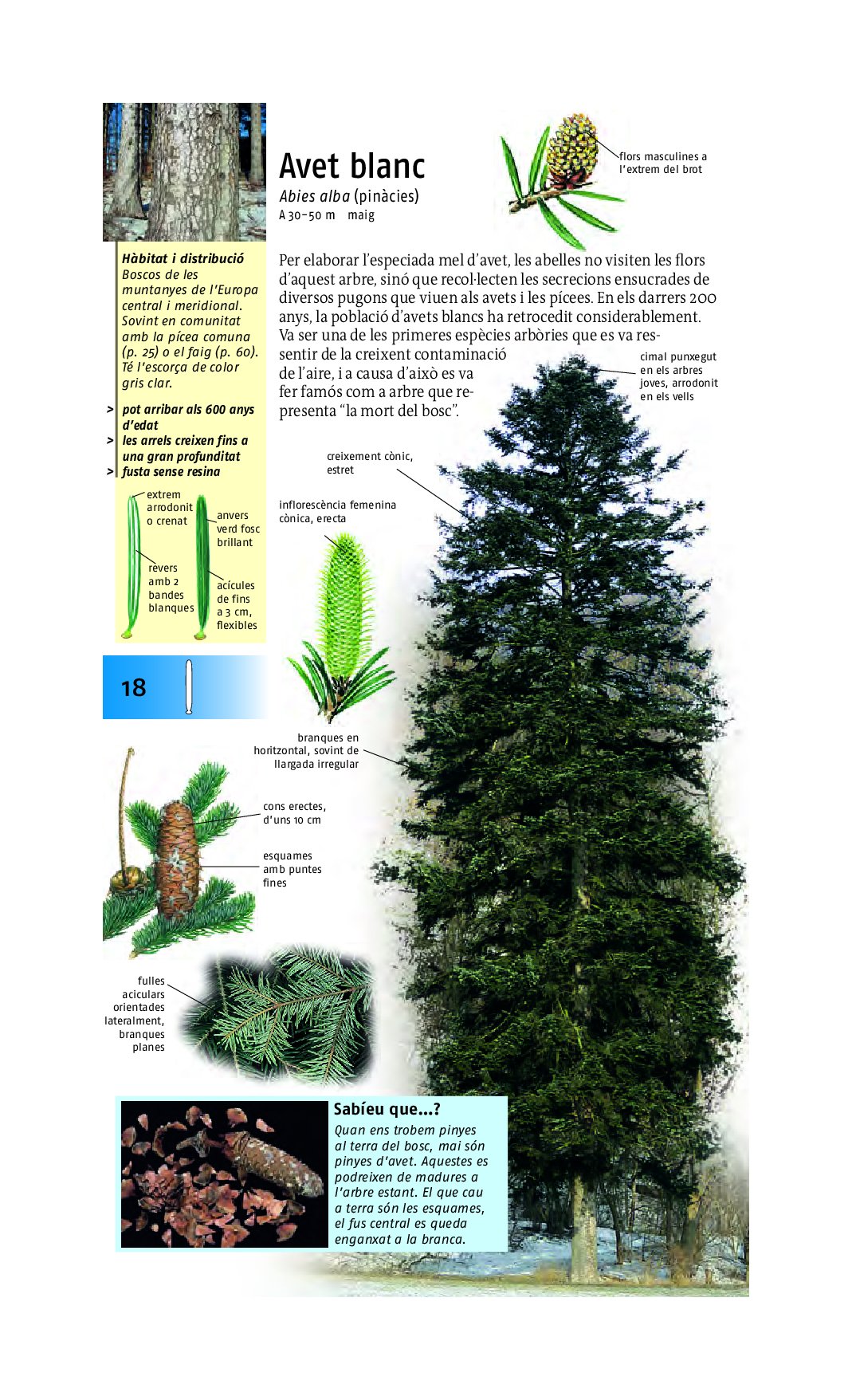 arbres, 350 espcies d'europa