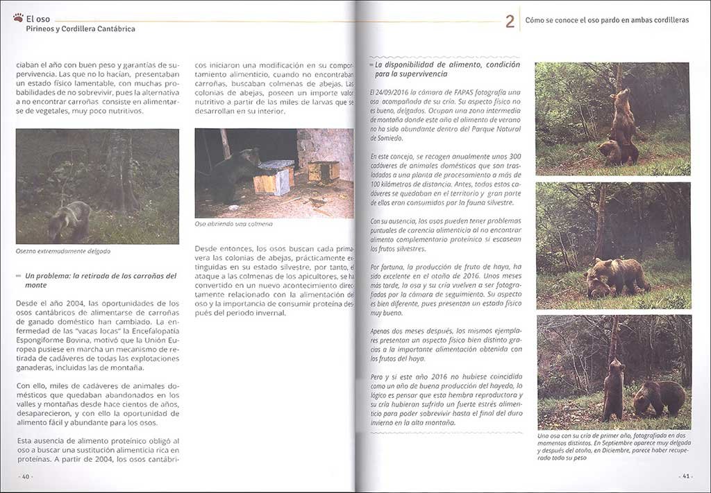 el oso. pirineos y cordillera cantbrica. cuaderno de campo y conservacin