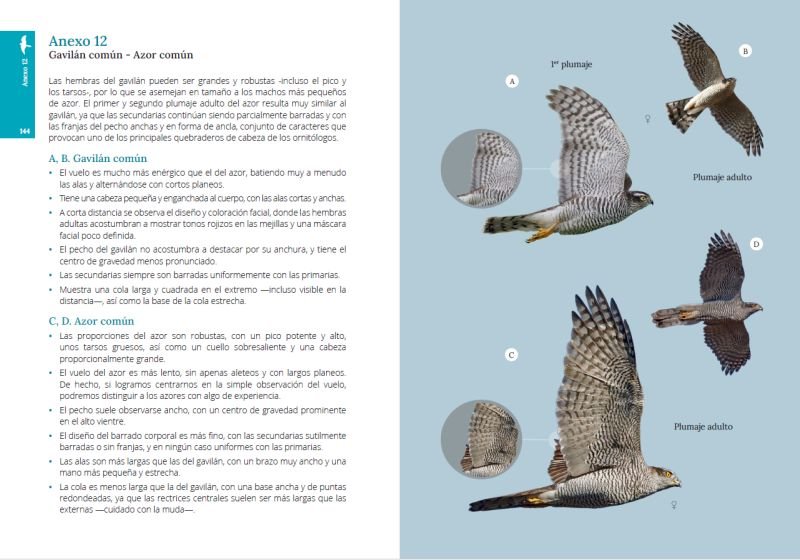 gua de campo para la identificacin de las aves rapaces diurnas ibricas