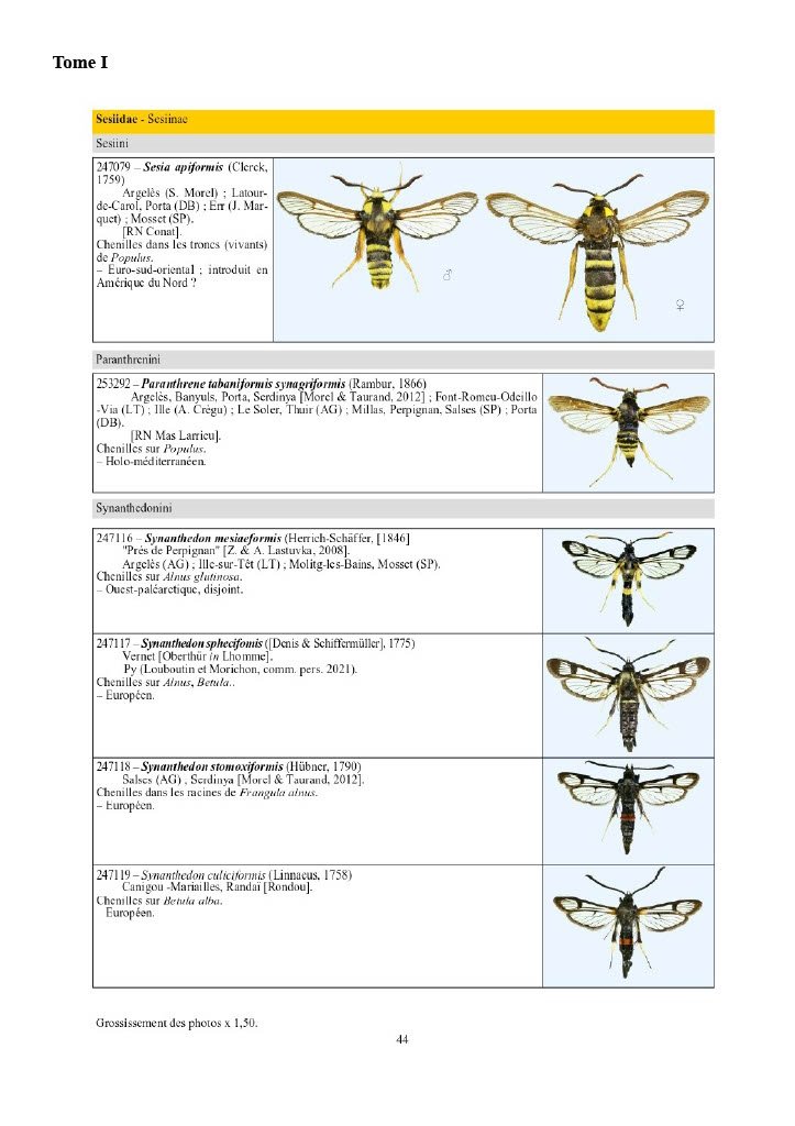 catalogue iconographique des lpidoptres des pyrnees-orientales