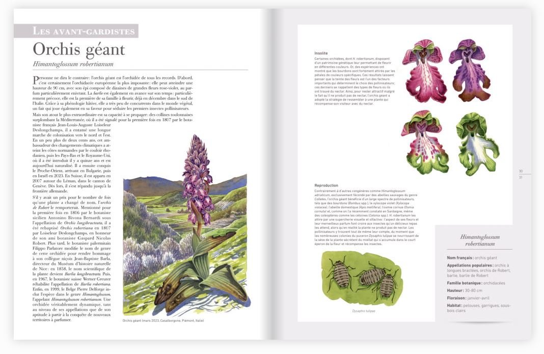les plantes sauvages. les identifier, les connatre, les utiliser