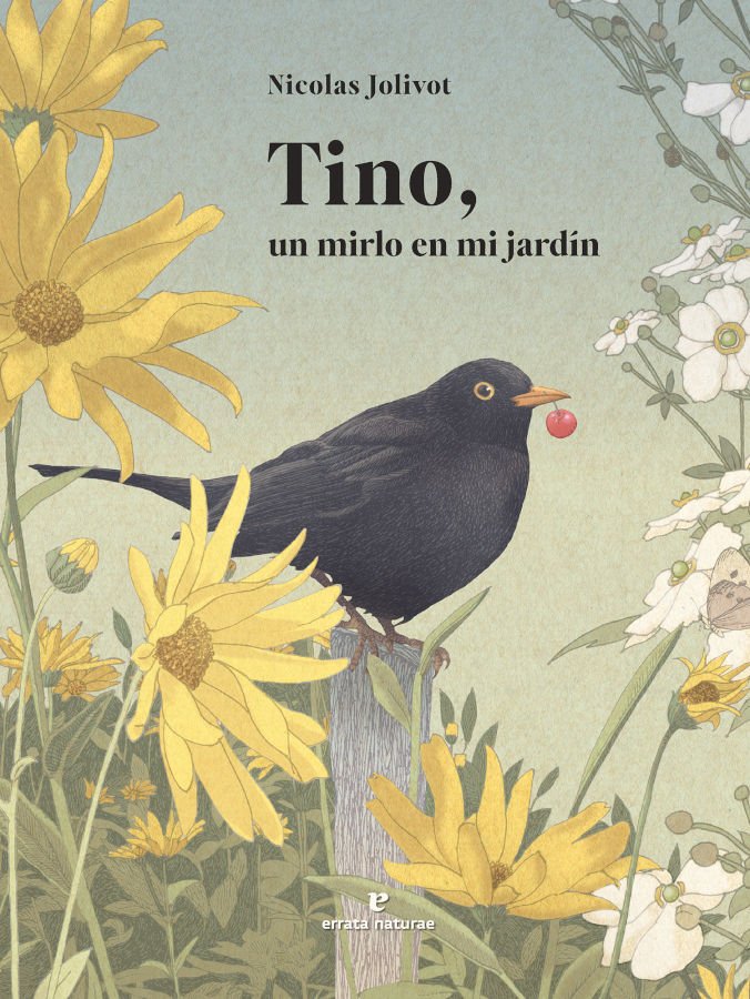 tino, un mirlo en mi jardn