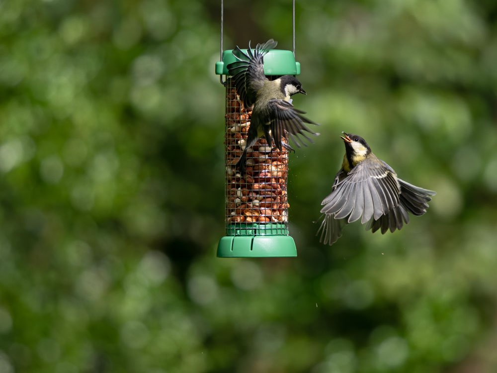 bl2-p1g "bird lovers" comedero tubular para aves silvestres pequeo para cacahuetes