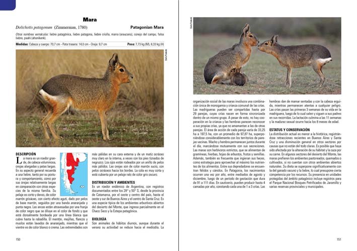 mamferos terrestres patagonia sur de argentina y chile