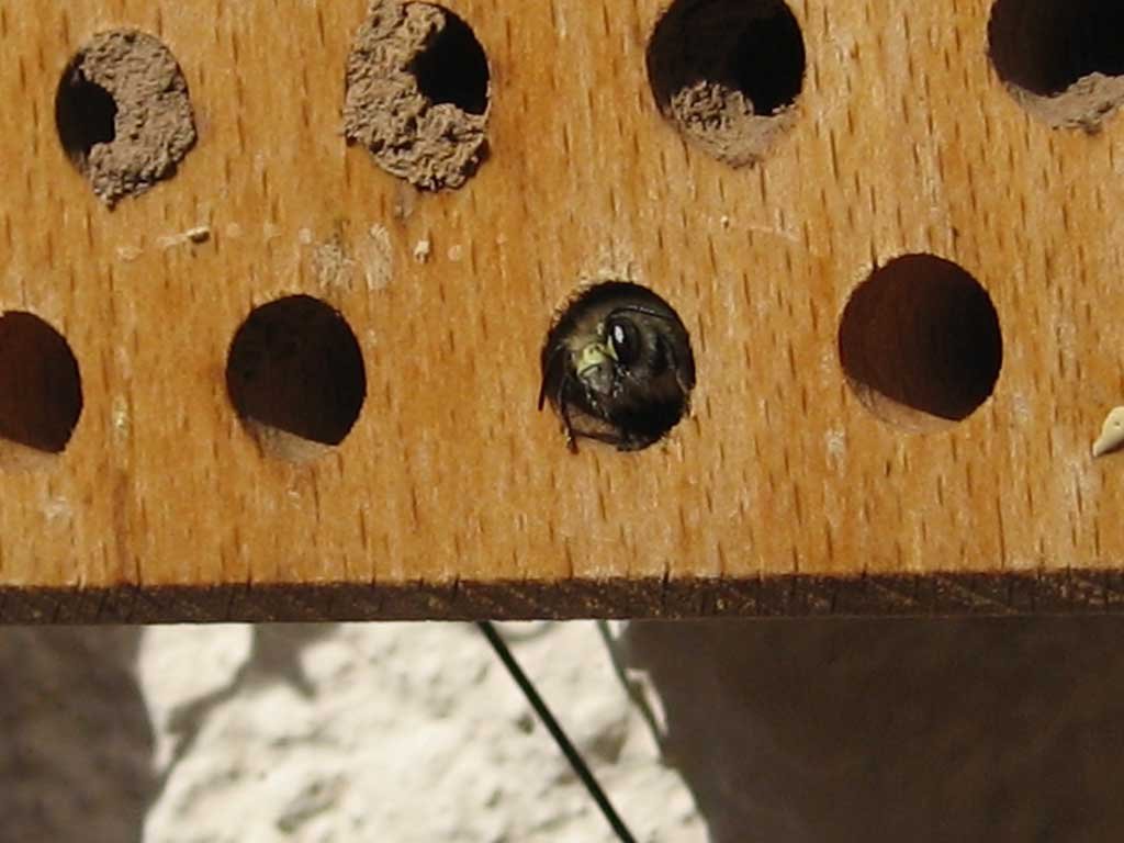 nido de himenpteros de madera