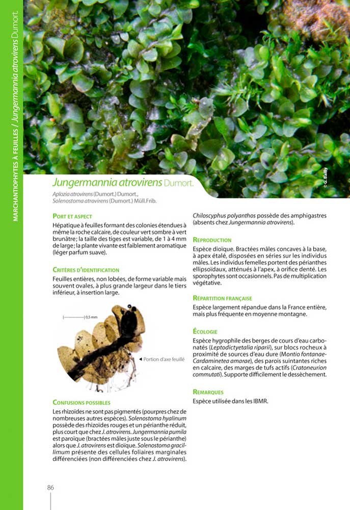 guide dcouverte des mousses & hpatiques de france