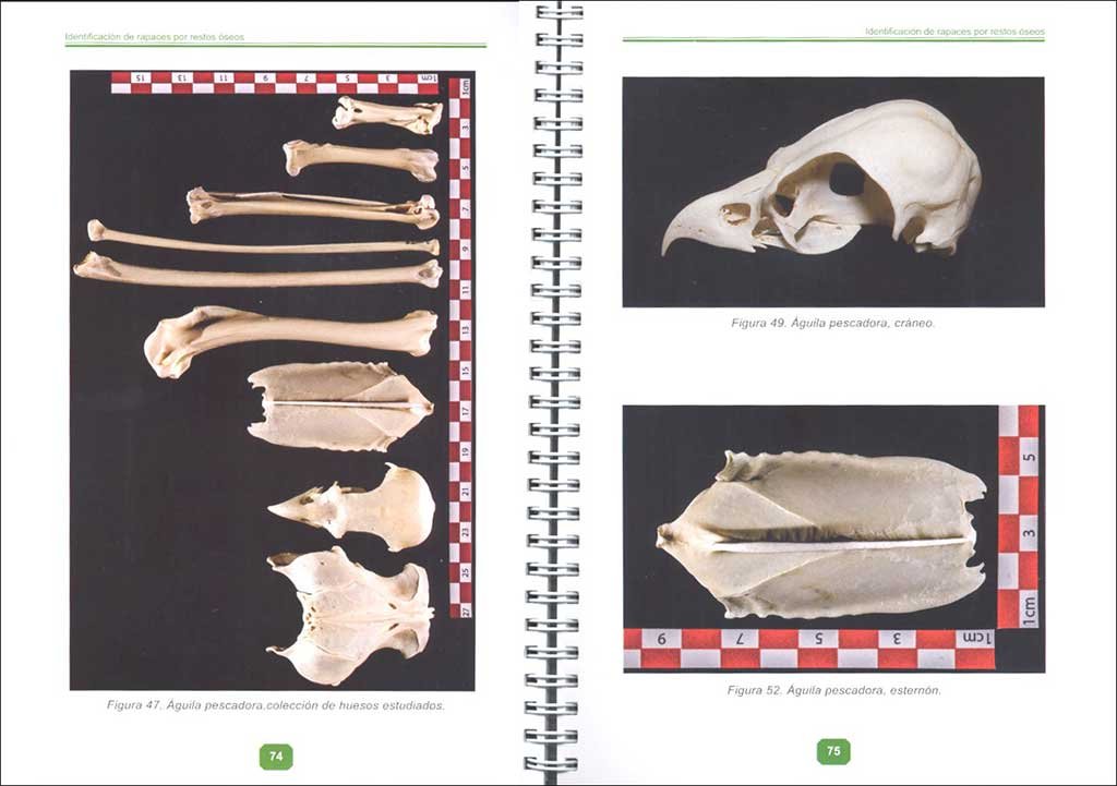 gua de identificacin de rapaces ibricas por restos seos. (2 parte, rapaces medianas diurnas)