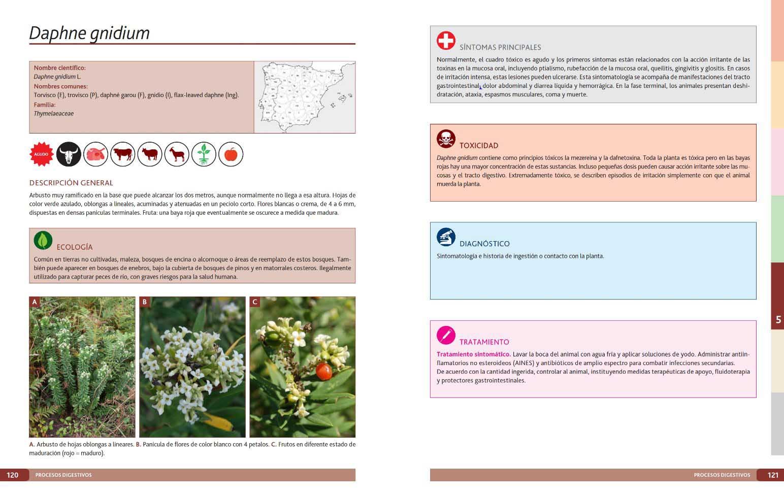 plantas txicas para rumiantes