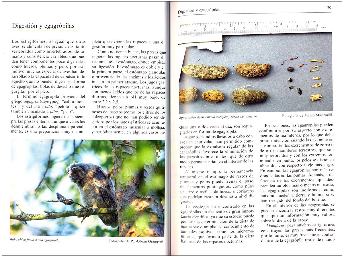 gua de rapaces nocturnas de europa