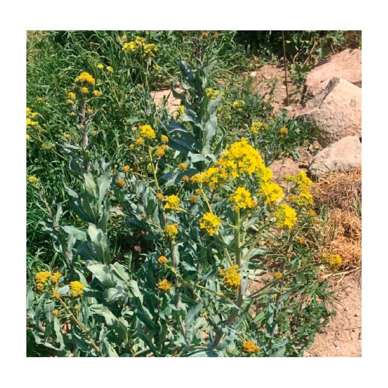 collectiu eixarcolant. herba pastell (isatis tinctoria). llavors de varietats agrcoles tradicionals