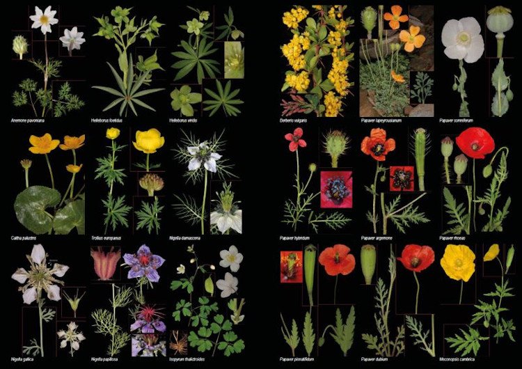 plantas silvestres de espaa peninsular. gua fotogrfica y claves para su identificacin