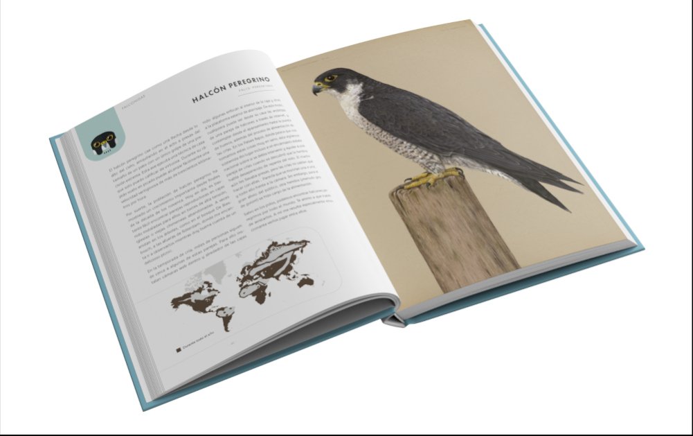rapaces que vuelan en el da y en la noche