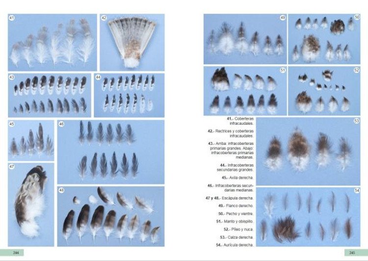gua de identificacin de las plumas de las rapaces diurnas de la pennsula ibrica, baleares y canarias