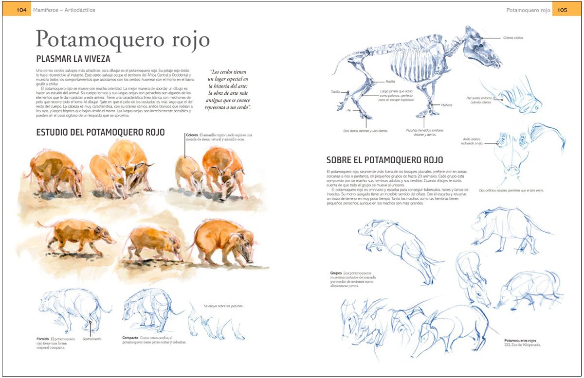 gua de campo para dibujar animales del natural