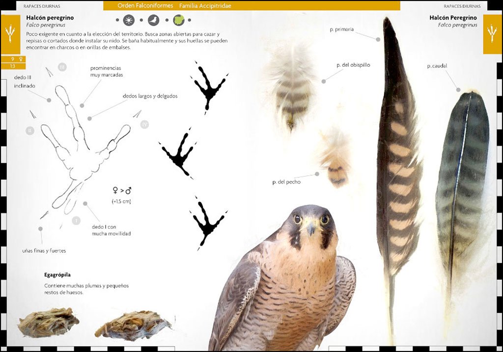 aves que dejan huella. rastros y seales de la avifauna ibrica